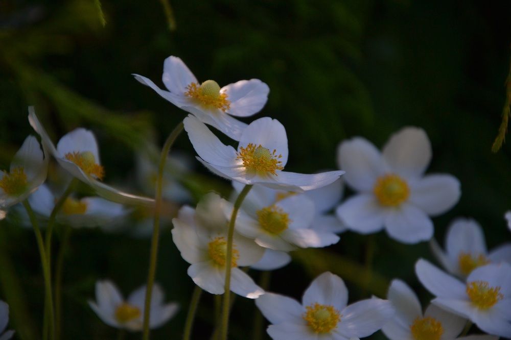 Фотография автора Анатолий Борисенко