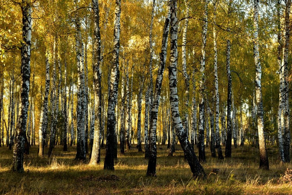 Photograph by Dimon Grinih