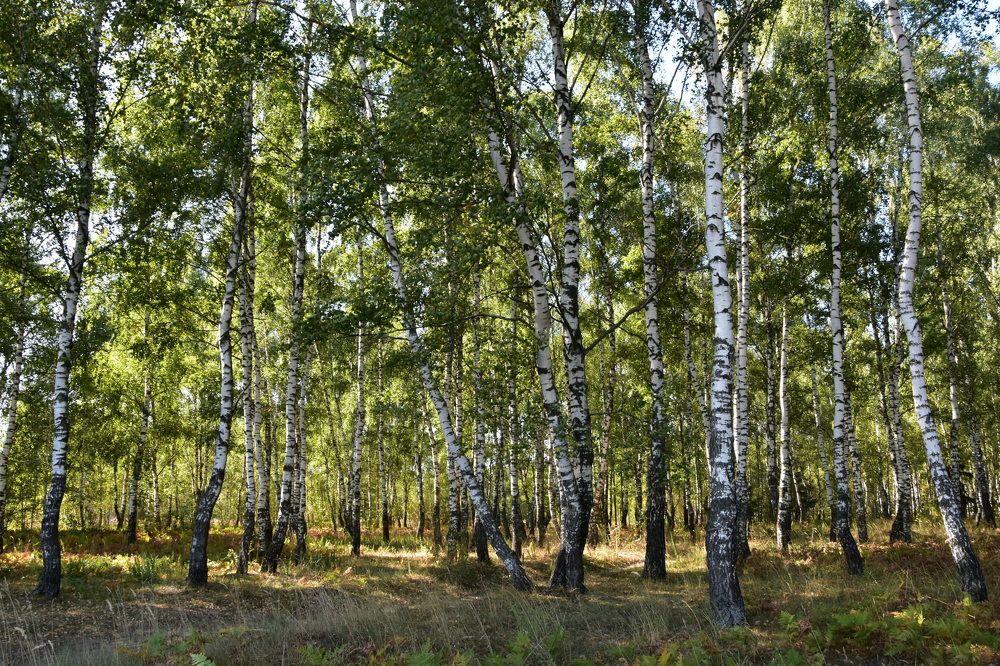 Photograph by Dimon Grinih