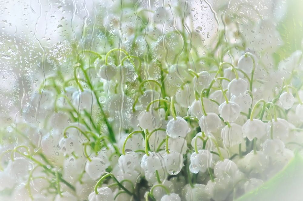 Майские ландыши