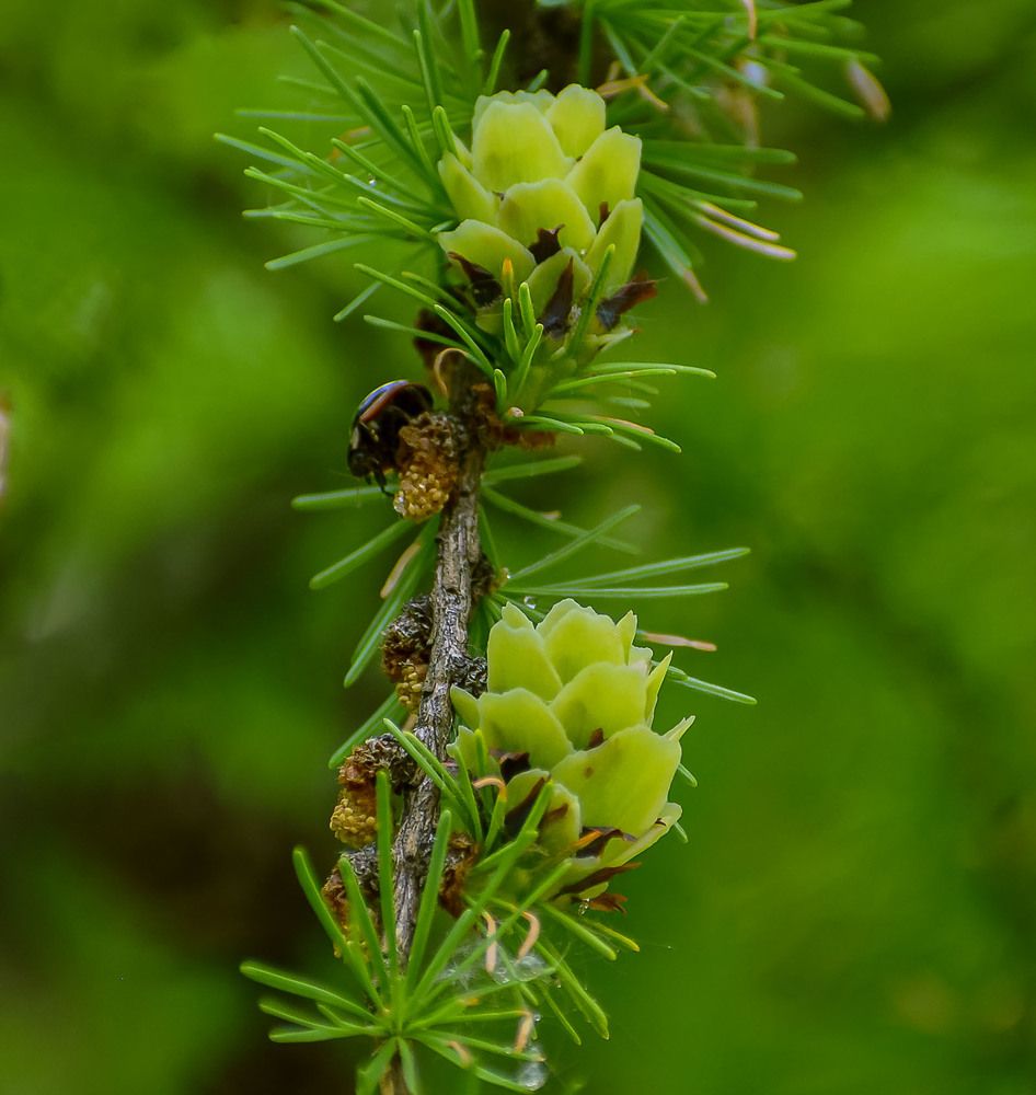 Лиственница расцветает