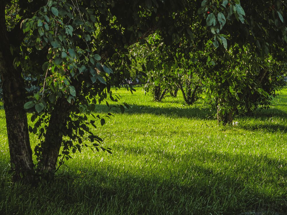 Photograph by Дарья Овсянникова