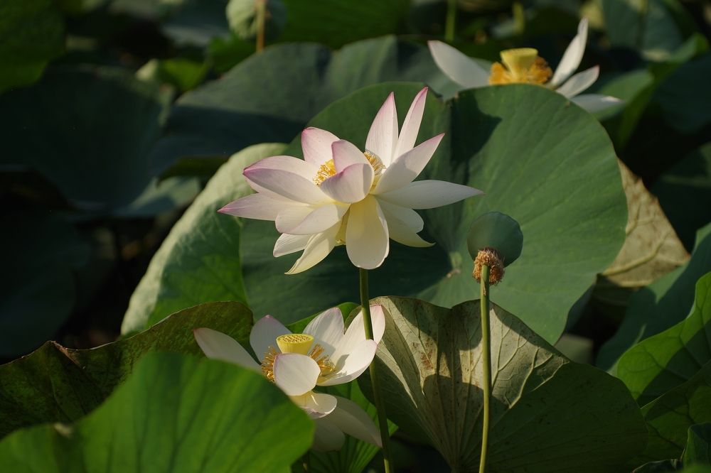 Photograph by Галина Григорьева