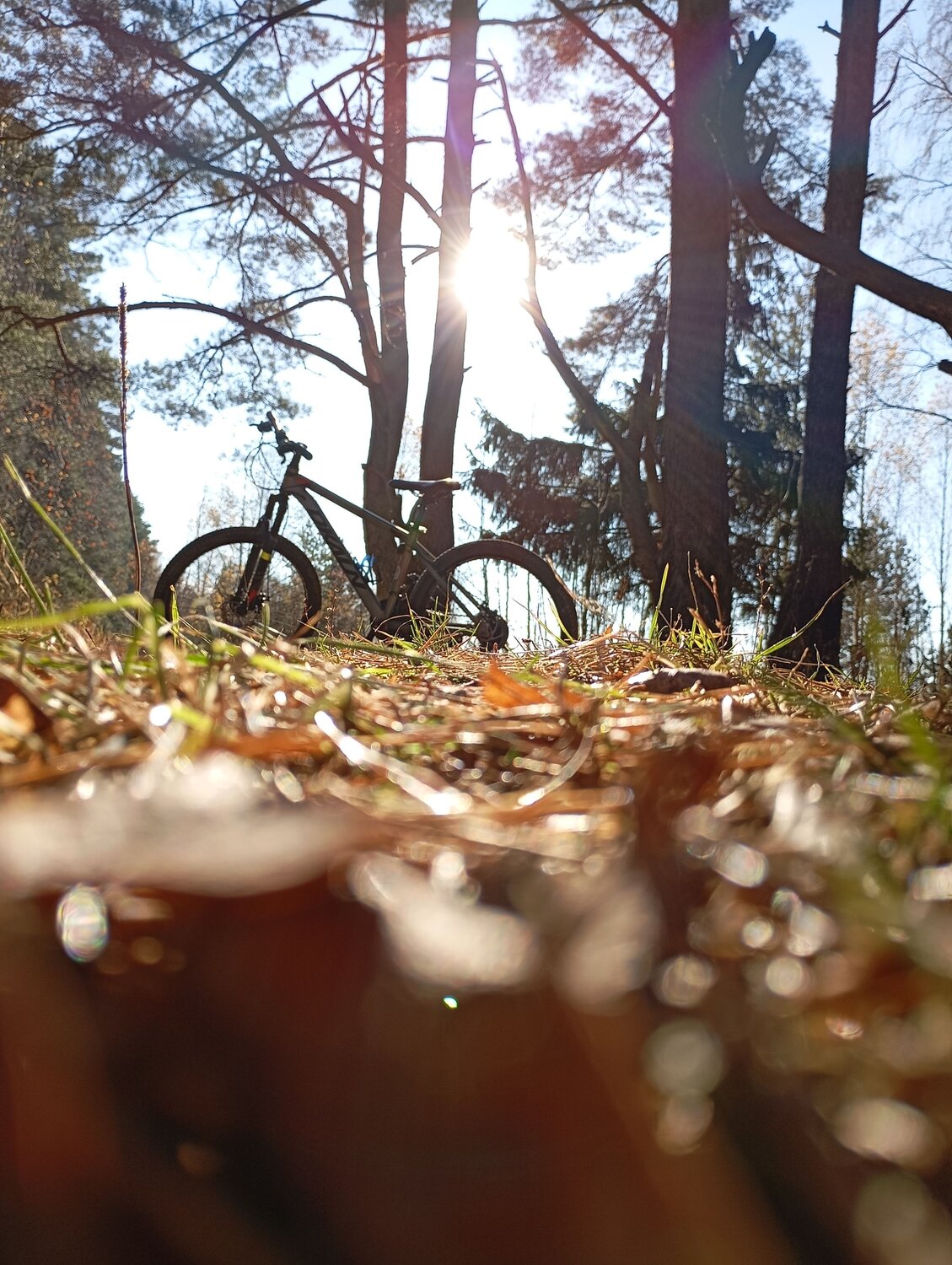 Photo #11378228