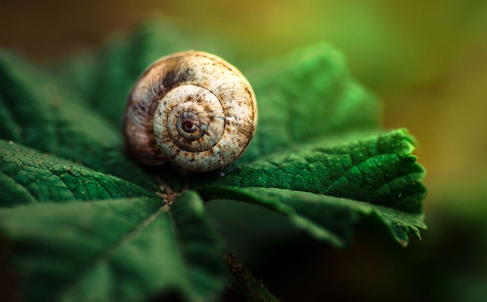 Photograph by mohamed