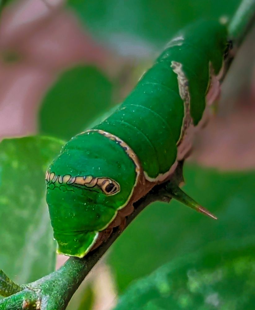 Photograph by SARAVANA MANICKAM