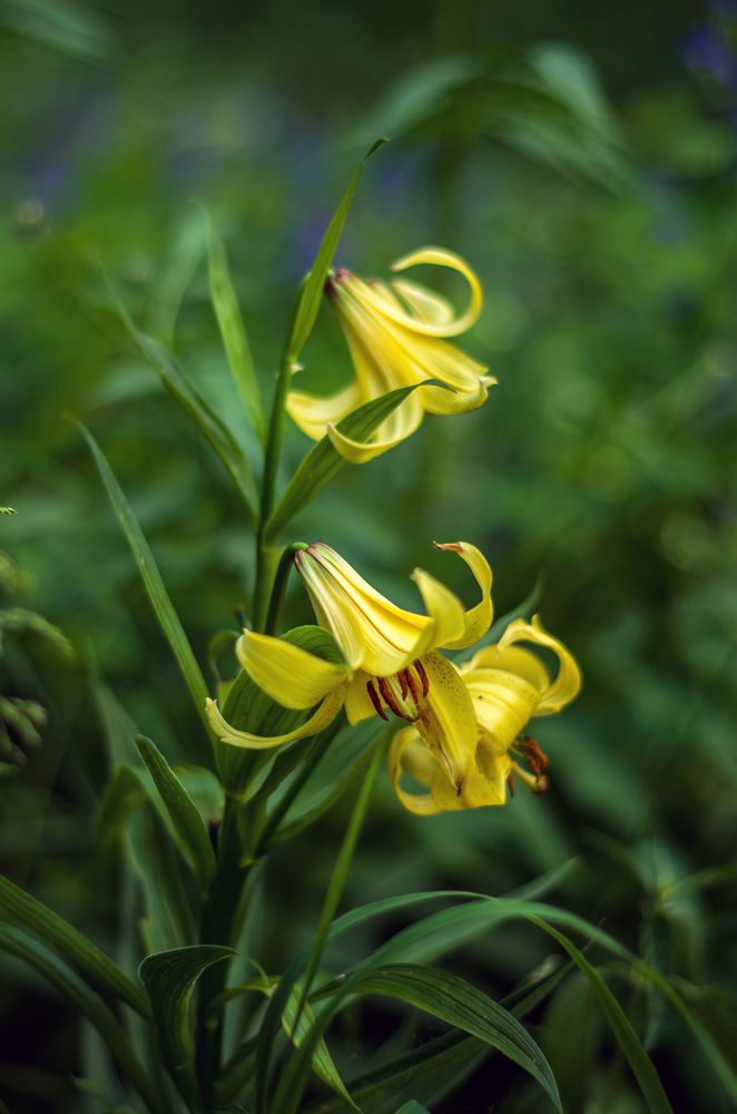 Лилия Кессельринга