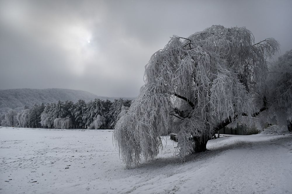 Фотография автора Шипунова Ирина