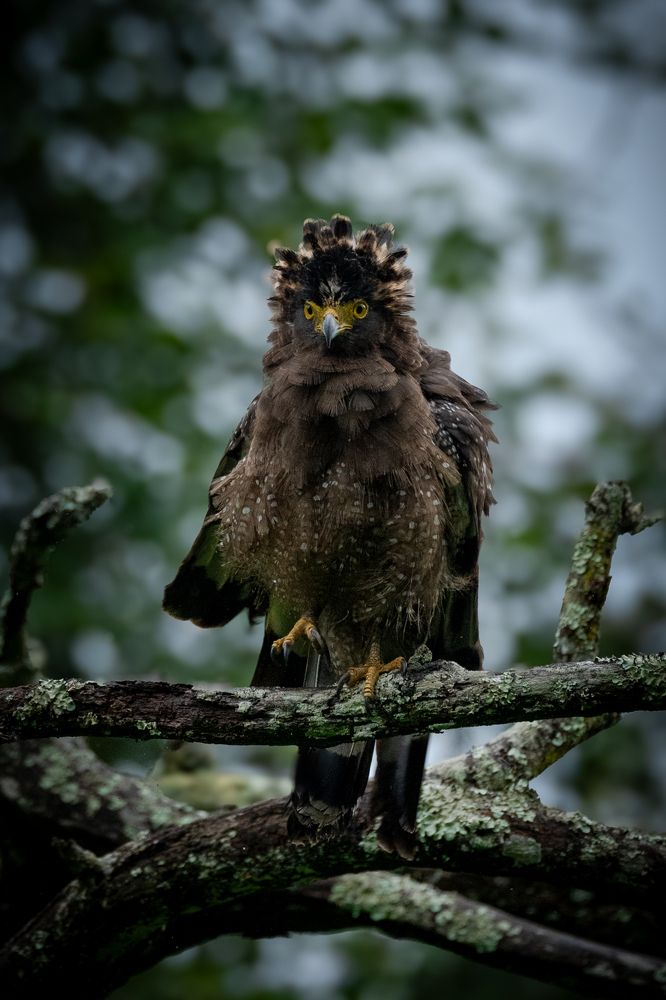 Photograph by Pula Pranav