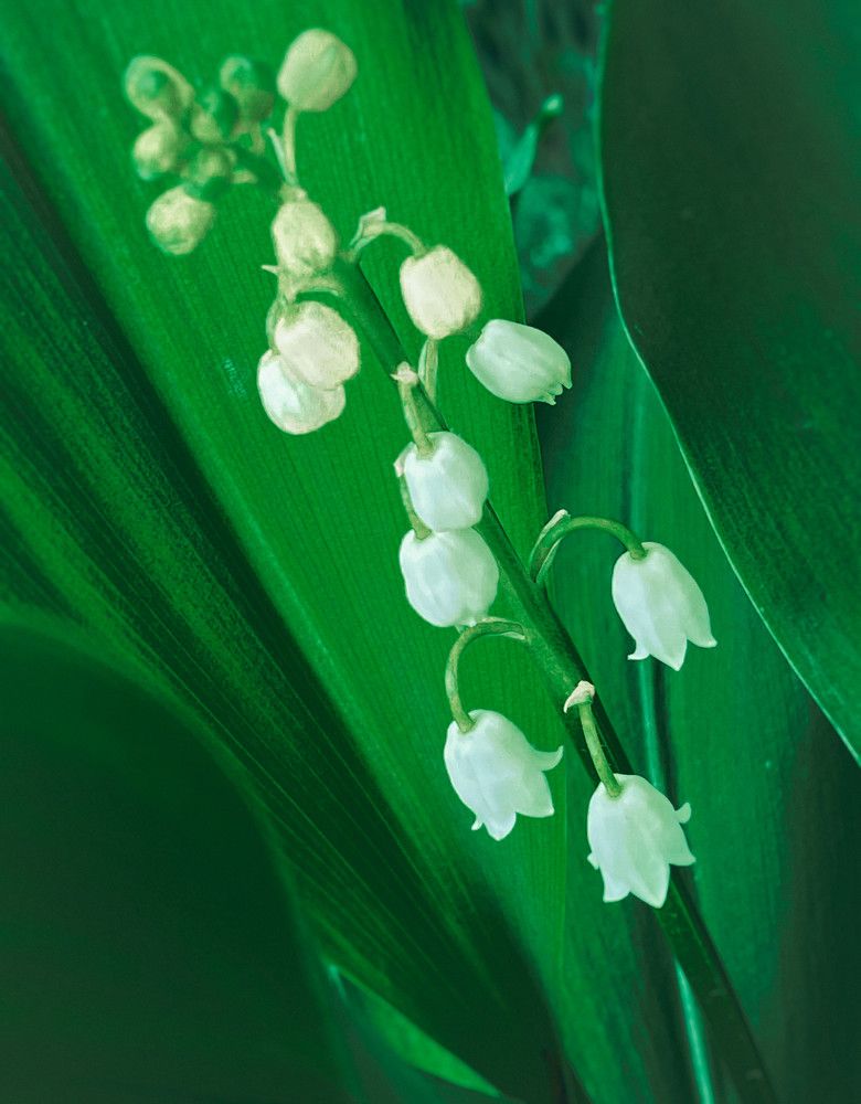 Photograph by Ольга Скиба