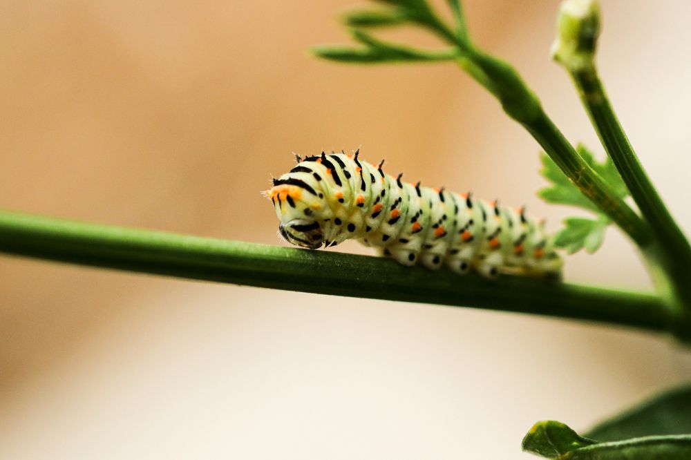 Photograph by Takis Bananis