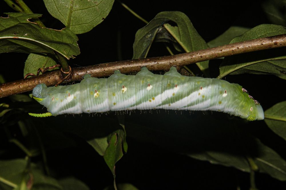 Фотография автора Delvis Romero
