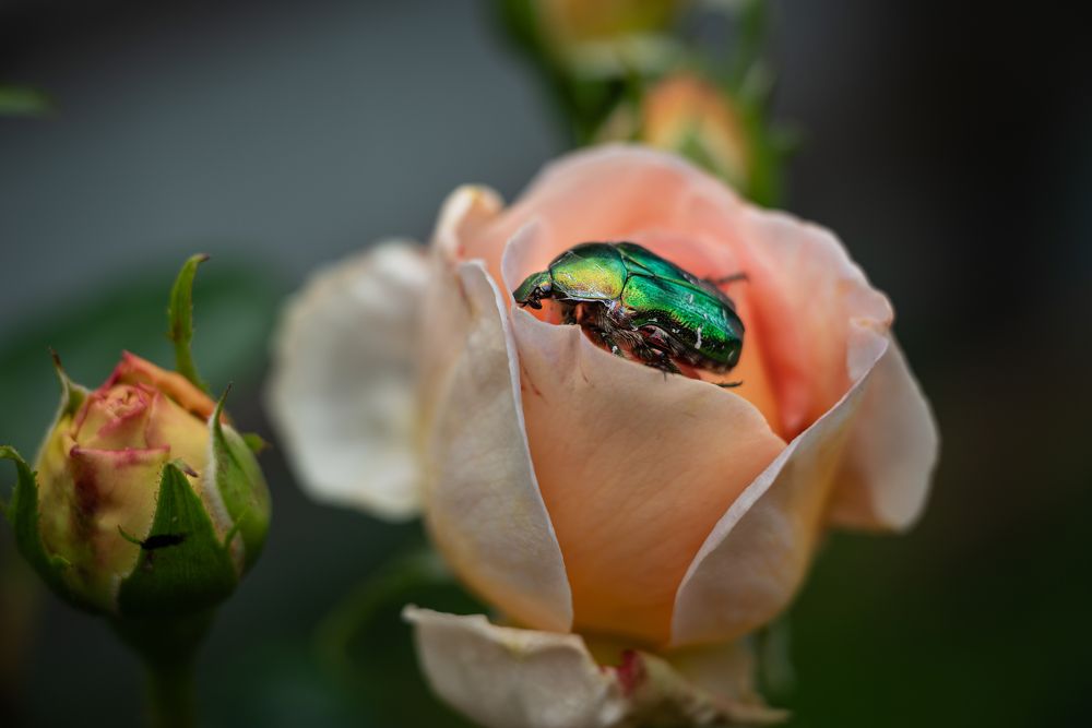 Photograph by Светлана Рубникович