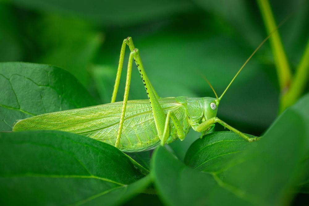 Фотография автора Корнеев Алексей