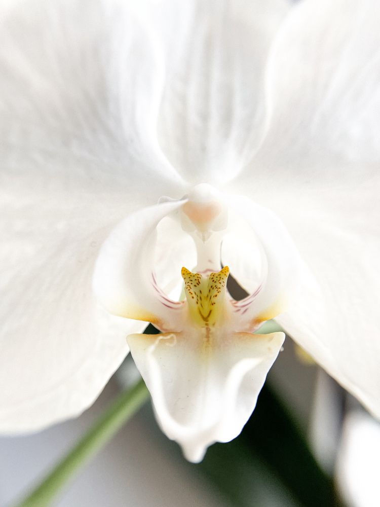 Photograph by Анна Голубцова