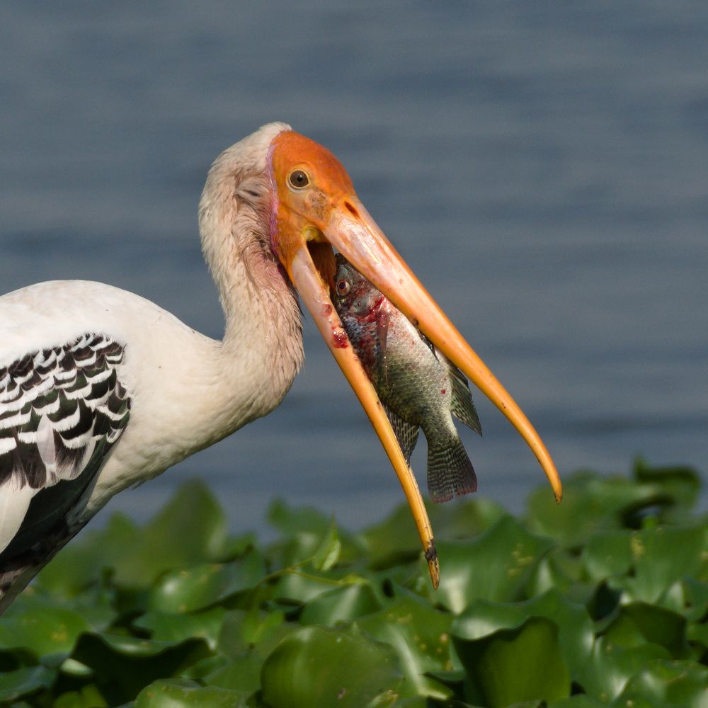 Locked Eyes: A Painted Stork's Moment of Triumph