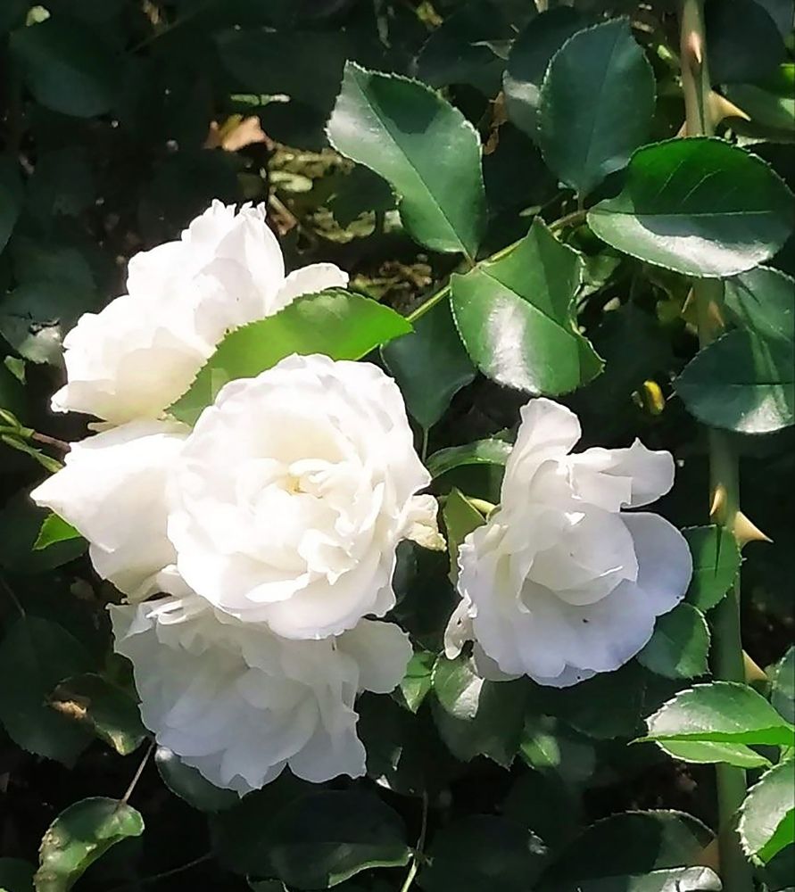 Розовый куст