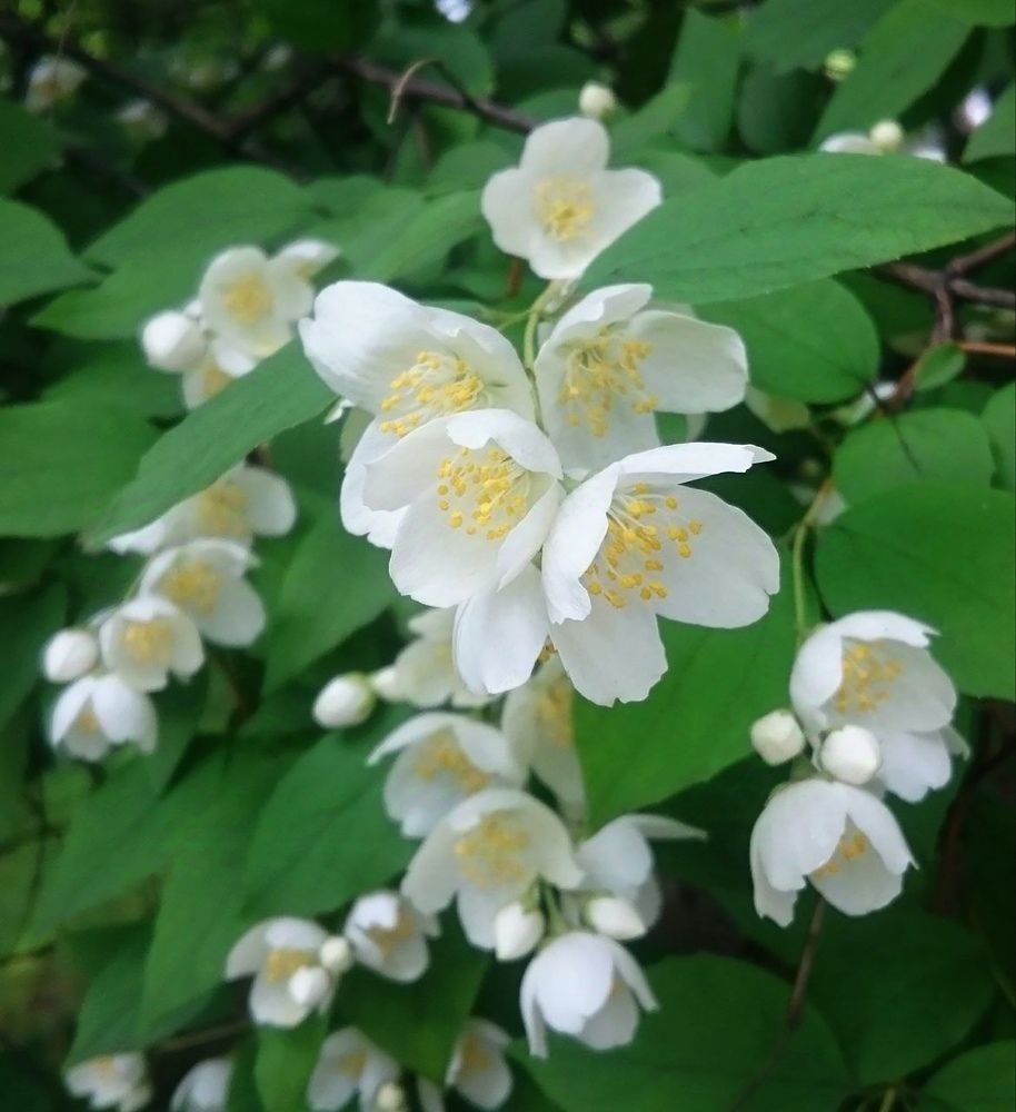 Запах жасмина