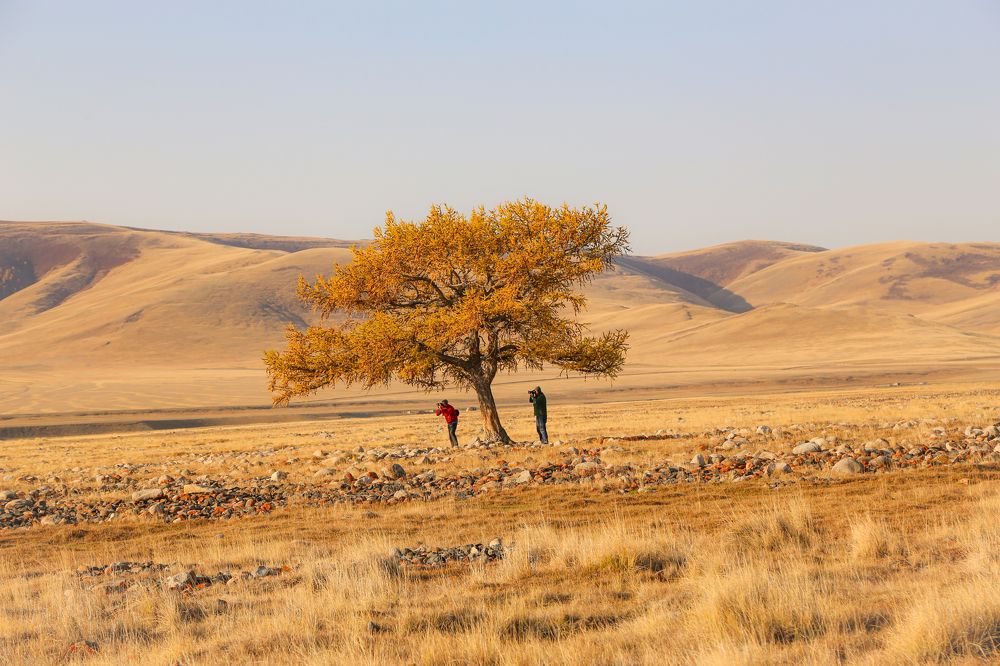 Старая лиственница