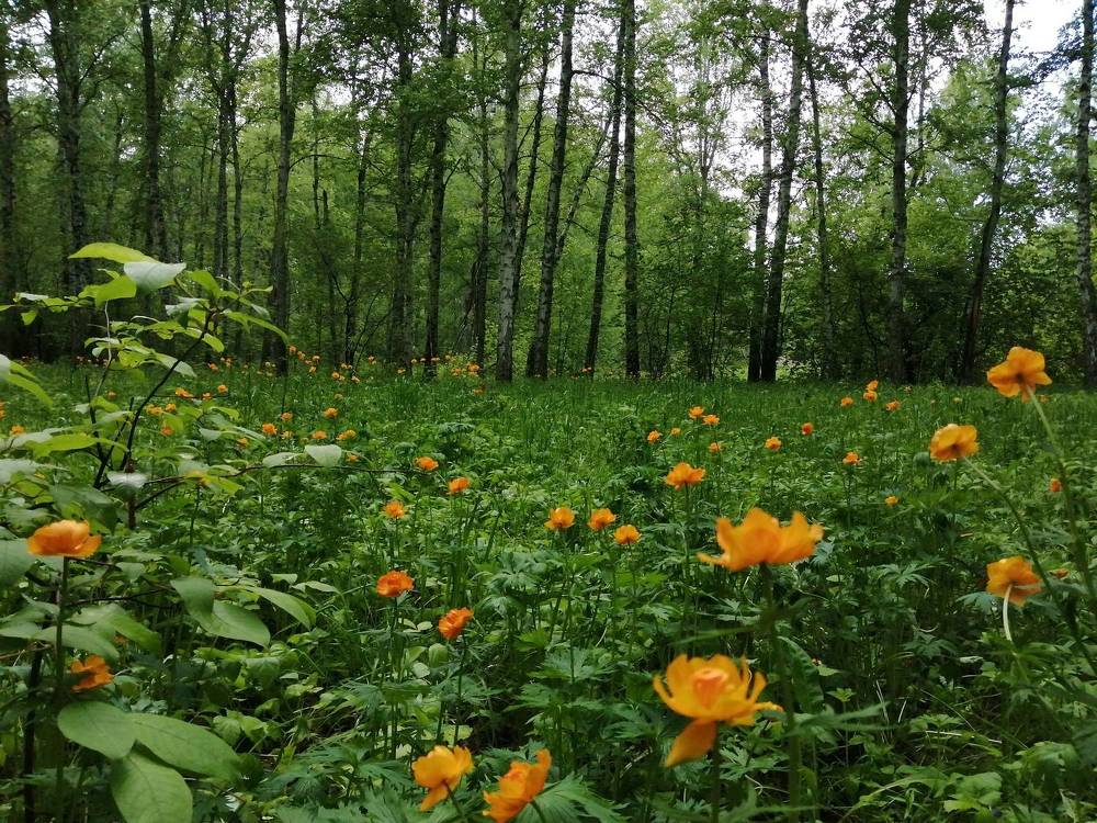 Photograph by Галина Попова