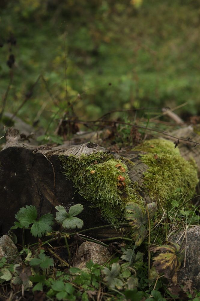 Photograph by Олеся Клименченко