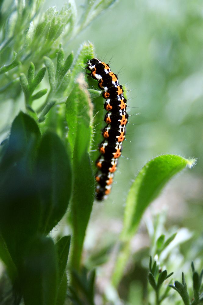 Photograph by Елена Неведицына