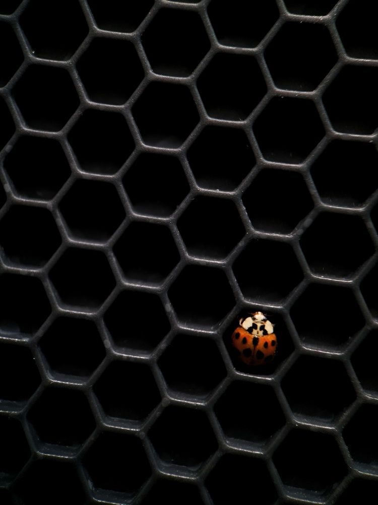 Photograph by Светлана Смирнова