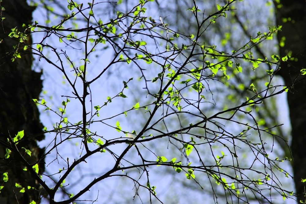 Photograph by Елена Шелуханова