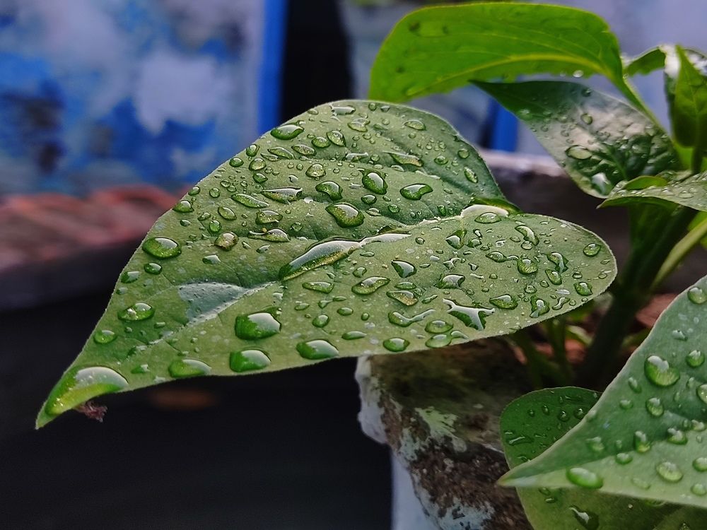 Photograph by Anshu Srivastava