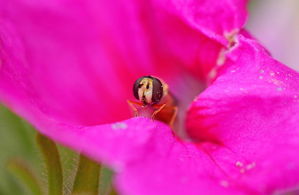 Photograph by Marjo Steffen