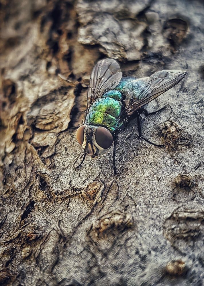 Фотография автора НАТАЛЬЯ СЕВЕР