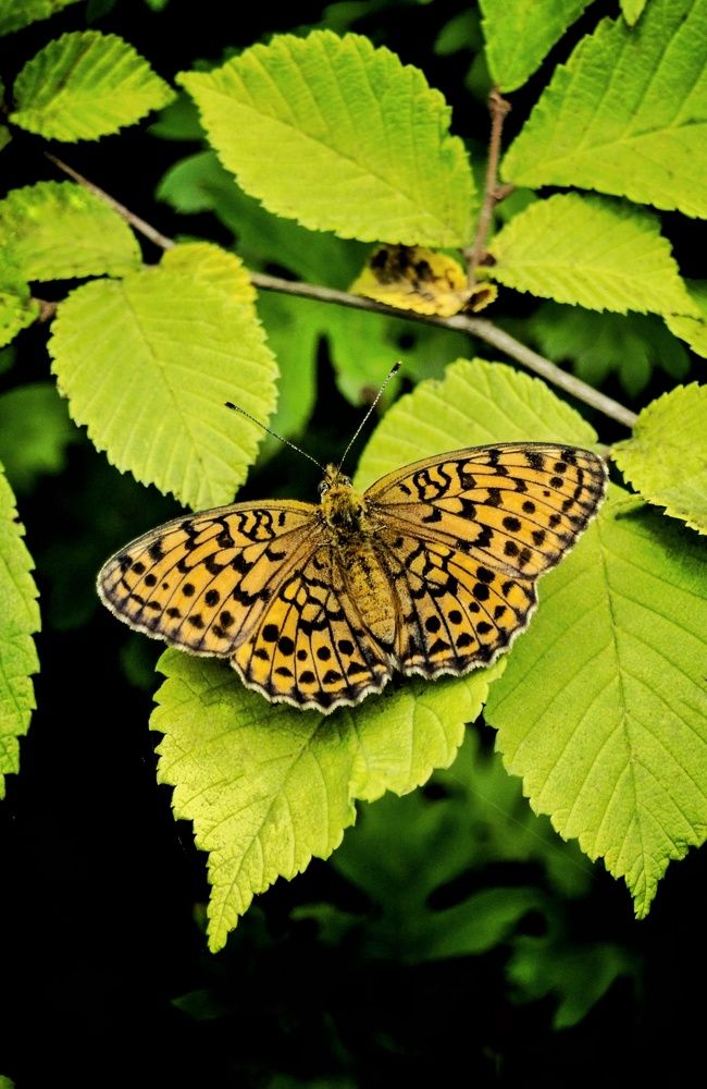 Фотография автора НАТАЛЬЯ СЕВЕР