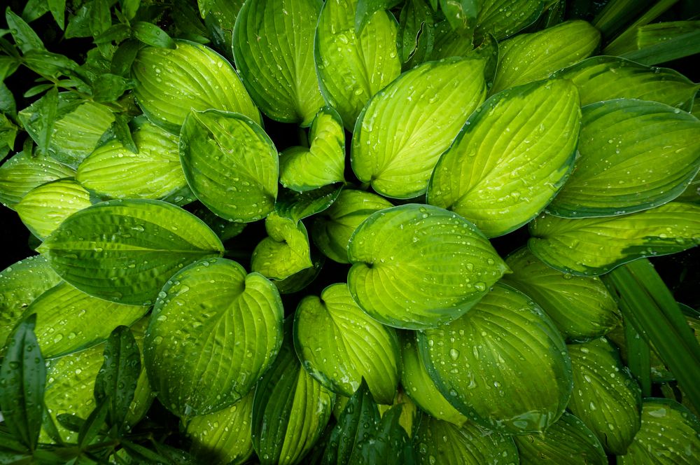 Photograph by Николай Пак