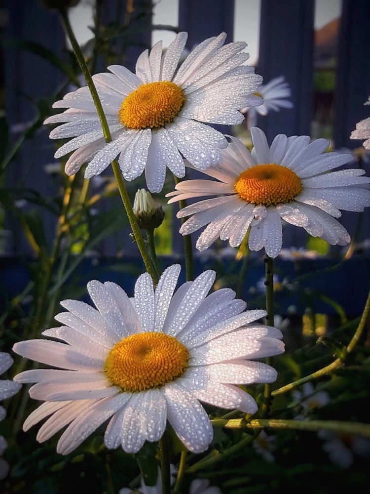 Photograph by Марина Мальцева