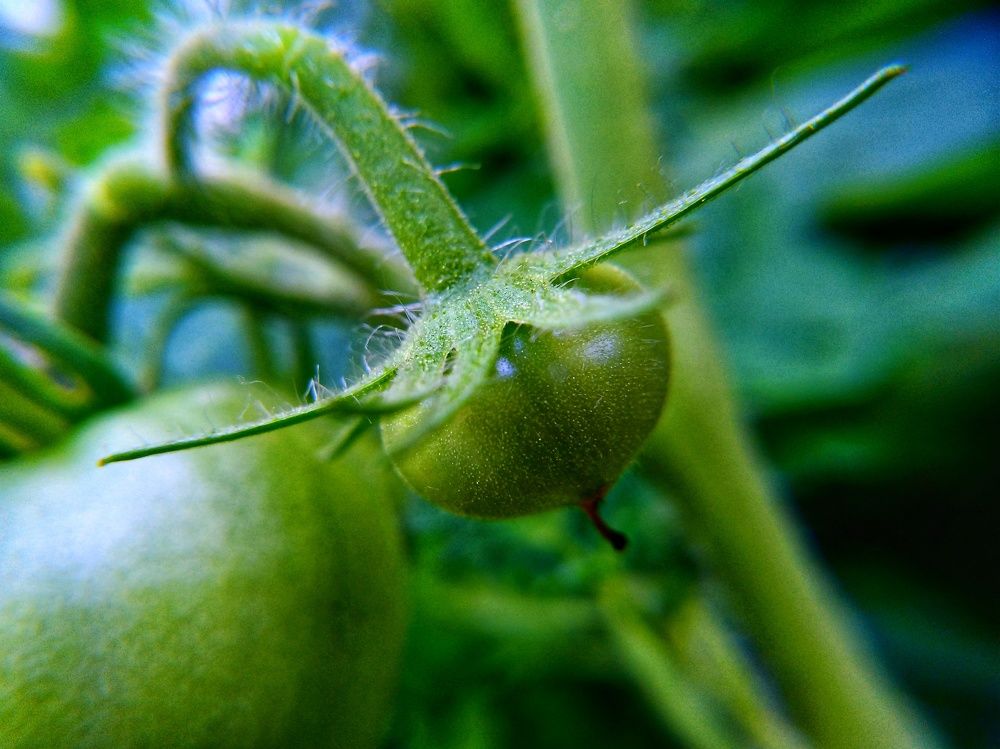 Green tomato