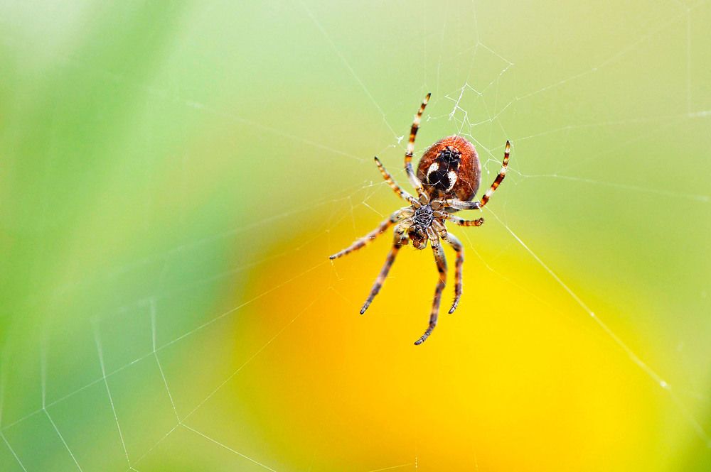 Photograph by Marjo Steffen