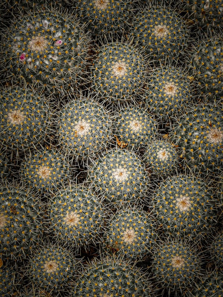 Photograph by Chic.chiquitita