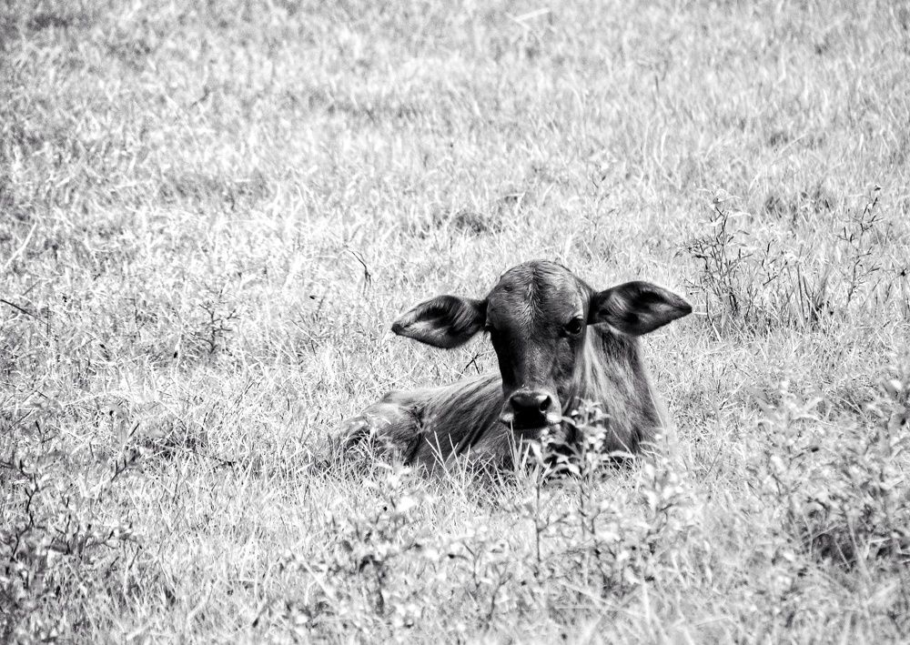Photo #11379384