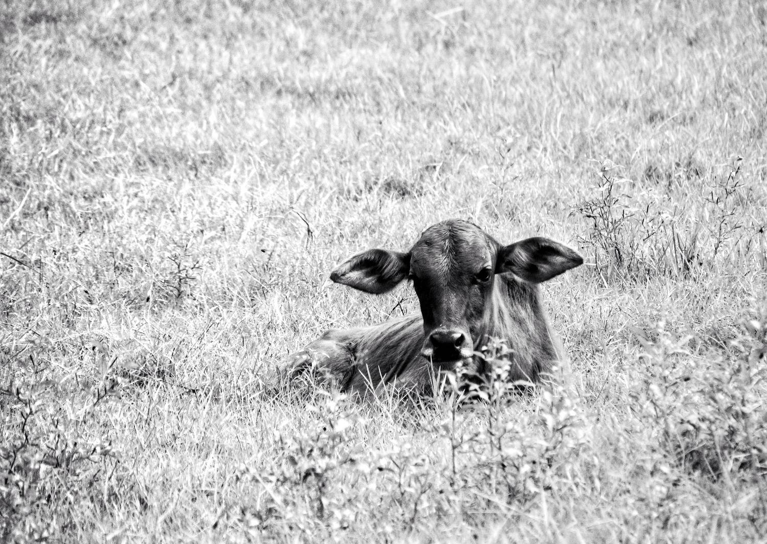 Photo #11379384
