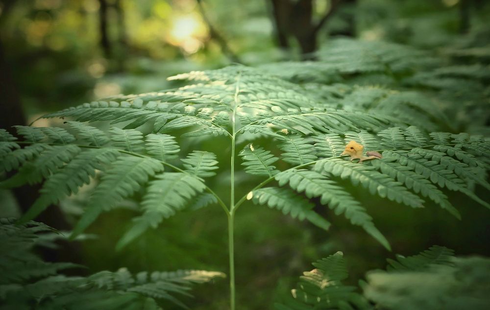 Photograph by Кира Бахвалова