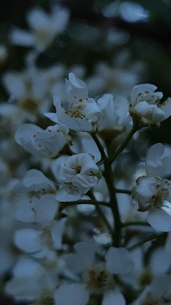 Фотография автора Оксана Антощук