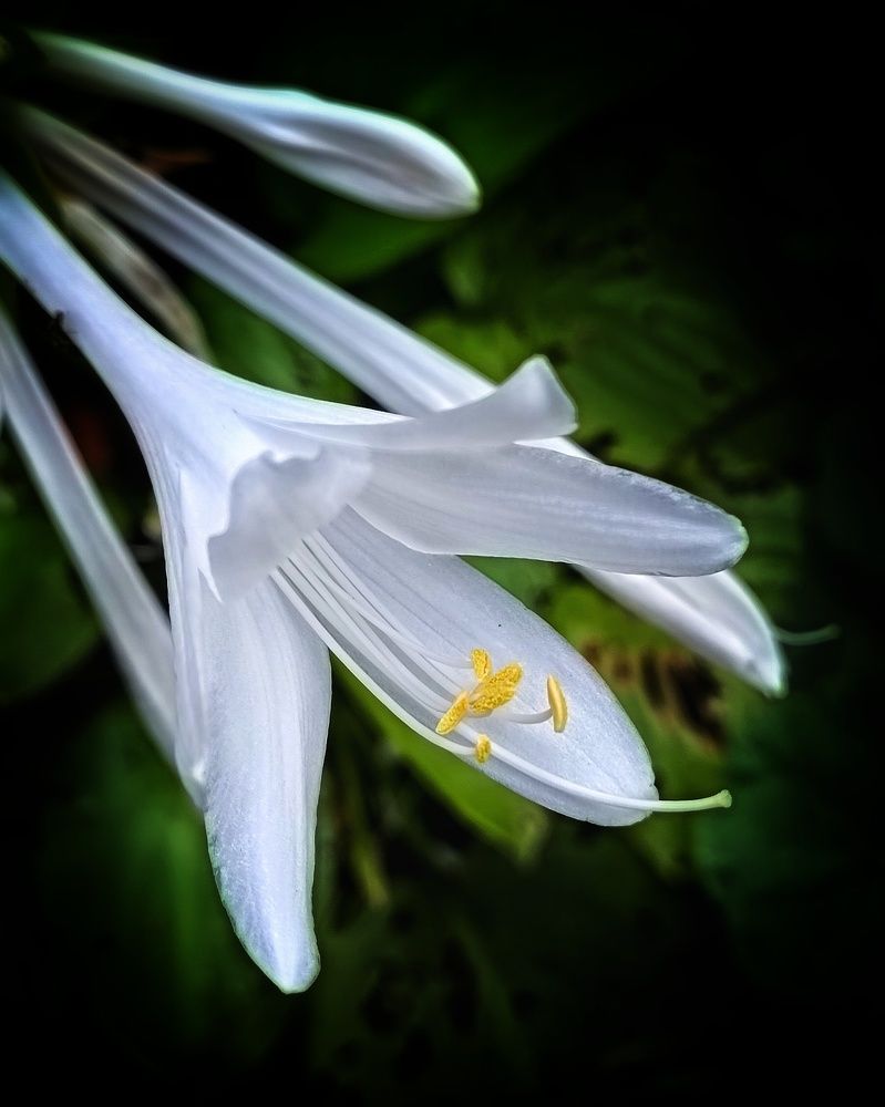 Photograph by Елена Чуб