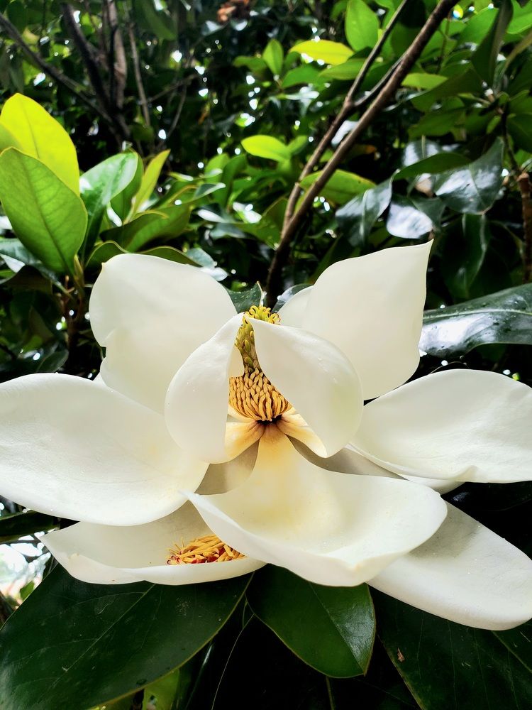 Photograph by Татьяна Пирс