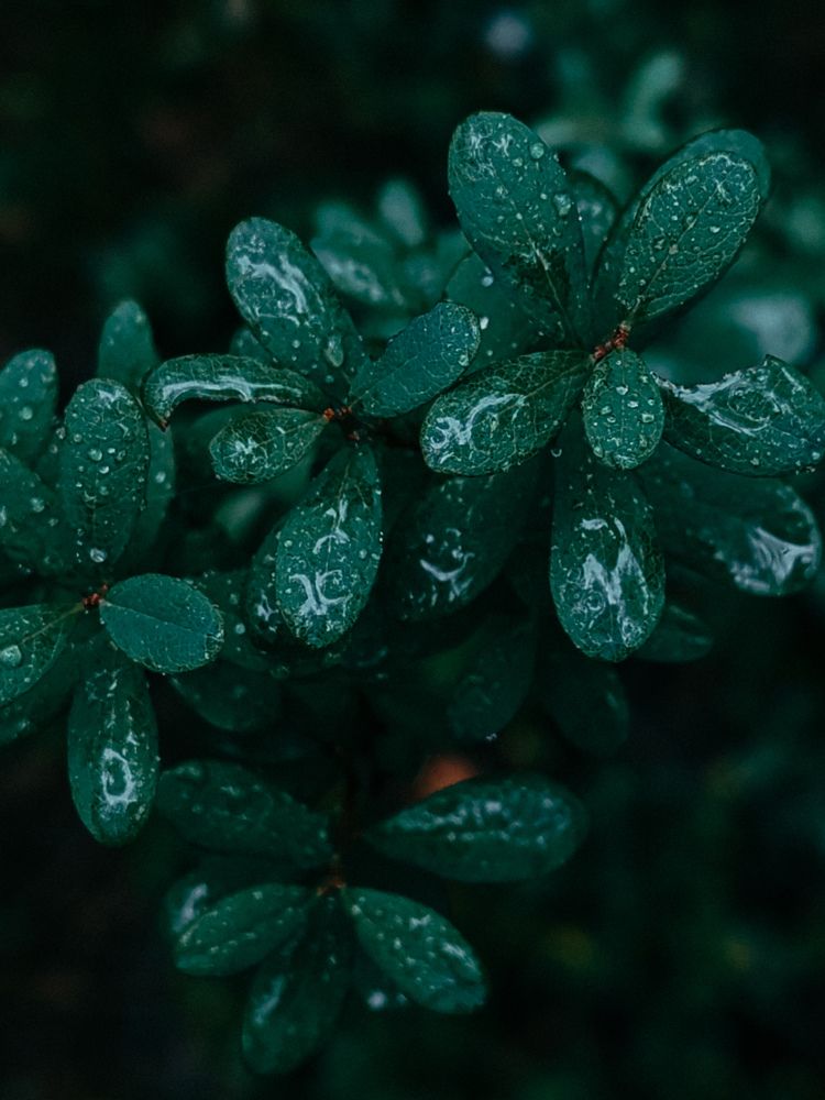 Photograph by Maria Stankevich