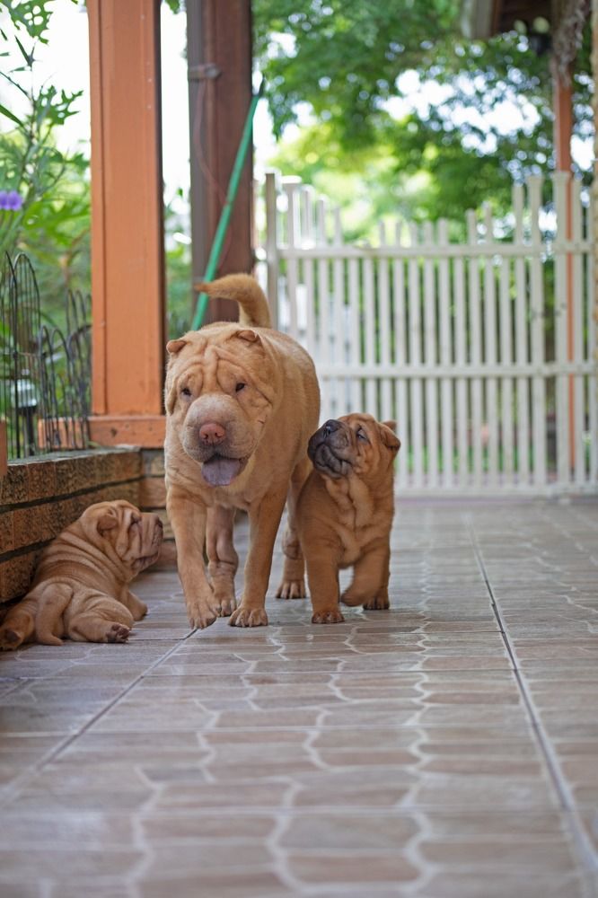 Фотография автора Татьяна Анпилова