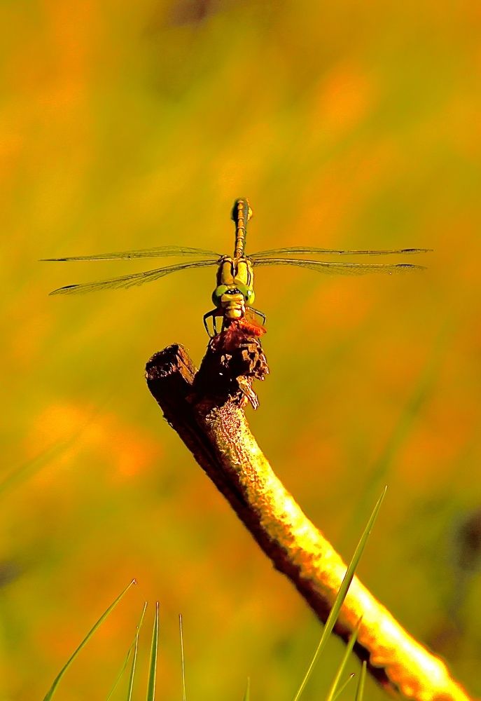 Photograph by Batsaikhan Badamdorj