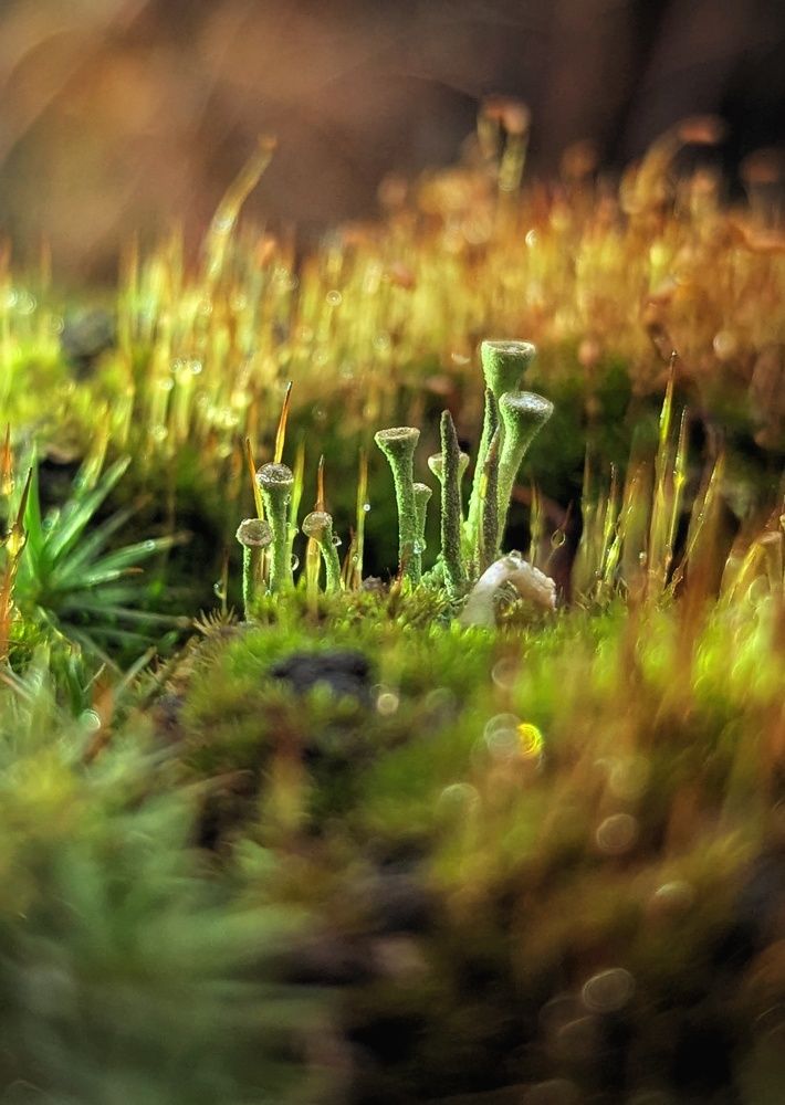 Photograph by Екатерина Колот