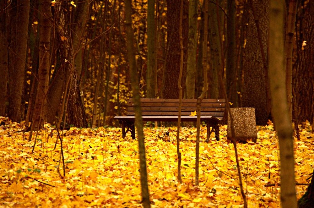 Photograph by Maks315519