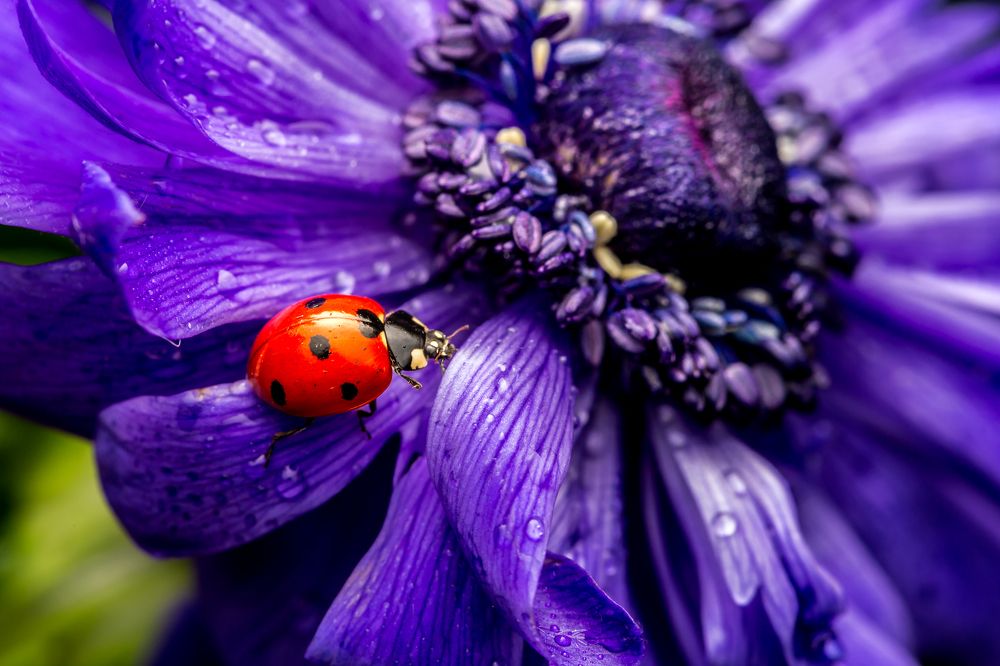 Photograph by SHAJI CHANDRAN