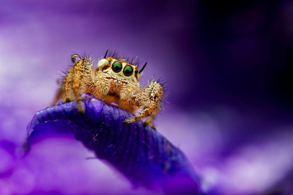 Photograph by SHAJI CHANDRAN